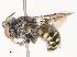  ( - CBG-A51986-F02)  @11 [ ] CreativeCommons - Attribution Share - Alike (2024) CBG Photography Group Centre for Biodiversity Genomics