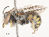  ( - CBG-A51986-F05)  @11 [ ] CreativeCommons - Attribution Share - Alike (2024) CBG Photography Group Centre for Biodiversity Genomics