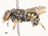  ( - CBG-A51986-F07)  @11 [ ] CreativeCommons - Attribution Share - Alike (2024) CBG Photography Group Centre for Biodiversity Genomics