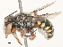  ( - CBG-A51986-F09)  @11 [ ] CreativeCommons - Attribution Share - Alike (2024) CBG Photography Group Centre for Biodiversity Genomics