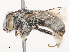  ( - CBG-A51986-G03)  @11 [ ] CreativeCommons - Attribution Share - Alike (2024) CBG Photography Group Centre for Biodiversity Genomics