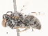  ( - CBG-A51986-G06)  @11 [ ] CreativeCommons - Attribution Share - Alike (2024) CBG Photography Group Centre for Biodiversity Genomics