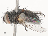  ( - CBG-A51987-F02)  @11 [ ] CreativeCommons - Attribution Share - Alike (2024) CBG Photography Group Centre for Biodiversity Genomics