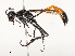  ( - CBG-A51957-B03)  @11 [ ] CreativeCommons - Attribution Share - Alike (2024) CBG Photography Group Centre for Biodiversity Genomics