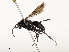  ( - CBG-A51957-C04)  @11 [ ] CreativeCommons - Attribution Share - Alike (2024) CBG Photography Group Centre for Biodiversity Genomics