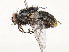  ( - CBG-A51957-F06)  @11 [ ] CreativeCommons - Attribution Share - Alike (2024) CBG Photography Group Centre for Biodiversity Genomics