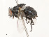 ( - CBG-A51957-F09)  @11 [ ] CreativeCommons - Attribution Share - Alike (2024) CBG Photography Group Centre for Biodiversity Genomics