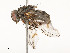  ( - CBG-A51963-C03)  @11 [ ] CreativeCommons - Attribution Share - Alike (2024) CBG Photography Group Centre for Biodiversity Genomics