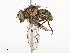  ( - CBG-A51963-D02)  @11 [ ] CreativeCommons - Attribution Share - Alike (2024) CBG Photography Group Centre for Biodiversity Genomics