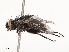  ( - CBG-A51963-D06)  @11 [ ] CreativeCommons - Attribution Share - Alike (2024) CBG Photography Group Centre for Biodiversity Genomics