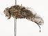 ( - CBG-A51963-E01)  @11 [ ] CreativeCommons - Attribution Share - Alike (2024) CBG Photography Group Centre for Biodiversity Genomics