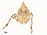  (Orgerius - CBG-A51992-E07)  @11 [ ] CreativeCommons - Attribution Share - Alike (2024) CBG Photography Group Centre for Biodiversity Genomics
