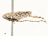  ( - CBG-A51992-E09)  @11 [ ] CreativeCommons - Attribution Share - Alike (2024) CBG Photography Group Centre for Biodiversity Genomics