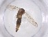  (Aedes deserticola - CBG-A52823-C03)  @11 [ ] CreativeCommons - Attribution Share - Alike (2024) Centre for Biodiversity Genomics Centre for Biodiversity Genomics