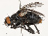  ( - CBG-A53657-A05)  @11 [ ] CreativeCommons - Attribution Share - Alike (2024) CBG Photography Group Centre for Biodiversity Genomics