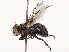  ( - CBG-A53657-C10)  @11 [ ] CreativeCommons - Attribution Share - Alike (2024) CBG Photography Group Centre for Biodiversity Genomics