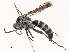  ( - CBG-A53671-D10)  @11 [ ] CreativeCommons - Attribution Share - Alike (2024) CBG Photography Group Centre for Biodiversity Genomics