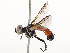  ( - CBG-A53672-D02)  @11 [ ] CreativeCommons - Attribution Share - Alike (2024) CBG Photography Group Centre for Biodiversity Genomics