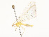  ( - CBG-A53674-C04)  @11 [ ] CreativeCommons - Attribution Share - Alike (2024) CBG Photography Group Centre for Biodiversity Genomics