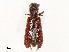  ( - CBG-A54398-G12)  @11 [ ] CreativeCommons - Attribution Share - Alike (2024) CBG Photography Group Centre for Biodiversity Genomics