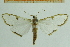  ( - IOZ_LEP_M_2803)  @14 [ ] CreativeCommons - Attribution Non-Commercial Share-Alike (2012) Chen Fuqiang Institute of Zoology, Chinese Academy of Sciences