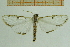  ( - IOZ_LEP_M_2804)  @14 [ ] CreativeCommons - Attribution Non-Commercial Share-Alike (2012) Chen Fuqiang Institute of Zoology, Chinese Academy of Sciences