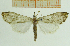  ( - IOZ_LEP_M_2810)  @12 [ ] CreativeCommons - Attribution Non-Commercial Share-Alike (2012) Chen Fuqiang Institute of Zoology, Chinese Academy of Sciences