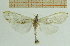  ( - IOZ_LEP_M_2812)  @11 [ ] CreativeCommons - Attribution Non-Commercial Share-Alike (2012) Chen Fuqiang Institute of Zoology, Chinese Academy of Sciences