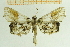  (Aeolopetra - IOZ_LEP_M_2844)  @13 [ ] CreativeCommons - Attribution Non-Commercial Share-Alike (2012) Chen Fuqiang Institute of Zoology, Chinese Academy of Sciences