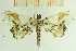  ( - IOZ_LEP_M_2845)  @12 [ ] CreativeCommons - Attribution Non-Commercial Share-Alike (2012) Chen Fuqiang Institute of Zoology, Chinese Academy of Sciences