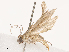  (Pararotruda - CBG-B00486-F12)  @11 [ ] CreativeCommons - Attribution Share - Alike (2025) CBG Photography Group Centre for Biodiversity Genomics