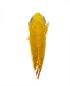  (Empoasca sp. C - JPM01)  @13 [ ] Unspecified (default): All Rights Reserved  Unspecified Unspecified