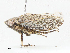  ( - CBG-A04503-F11)  @11 [ ] CreativeCommons - Attribution (2023) CBG Photography Group Centre for Biodiversity Genomics