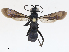  ( - CBG-A04504-G03)  @11 [ ] CreativeCommons - Attribution (2023) CBG Photography Group Centre for Biodiversity Genomics