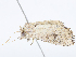  ( - CBG-A06231-G07)  @11 [ ] CreativeCommons - Attribution Share-Alike (2023) CBG Photography Group Centre for Biodiversity Genomics