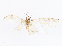  ( - CBG-A06281-A01)  @11 [ ] CreativeCommons - Attribution Share - Alike (2023) CBG Photography Group Centre for Biodiversity Genomics