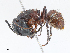  ( - CBG-A13269-E03)  @11 [ ] CreativeCommons - Attribution Share - Alike (2023) CBG Photography Group Centre for Biodiversity Genomics