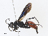  ( - CBG-A13294-C12)  @11 [ ] CreativeCommons - Attribution Share - Alike (2023) CBG Photography Group Centre for Biodiversity Genomics
