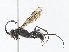  ( - CBG-A13295-B12)  @11 [ ] CreativeCommons - Attribution Share - Alike (2023) CBG Photography Group Centre for Biodiversity Genomics