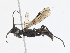  ( - CBG-A13295-C01)  @11 [ ] CreativeCommons - Attribution Share - Alike (2023) CBG Photography Group Centre for Biodiversity Genomics