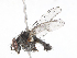  ( - CBG-A13295-G01)  @11 [ ] CreativeCommons - Attribution Share - Alike (2023) CBG Photography Group Centre for Biodiversity Genomics