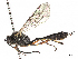  ( - CBG-A13337-B02)  @11 [ ] CreativeCommons - Attribution Share - Alike (2023) CBG Photography Group Centre for Biodiversity Genomics