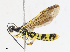  ( - CBG-A13338-F01)  @11 [ ] CreativeCommons - Attribution Share - Alike (2023) CBG Photography Group Centre for Biodiversity Genomics