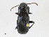  (Pterostichus serripes - CBG-A14960-F07)  @11 [ ] CreativeCommons - Attribution Share-Alike (2023) CBG Photography Group Centre for Biodiversity Genomics