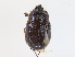  ( - CBG-A14989-A03)  @11 [ ] CreativeCommons - Attribution Share - Alike (2023) CBG Photography Group Centre for Biodiversity Genomics