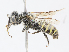  (Calliopsis sp. aff. puellae - CBG-A14989-A11)  @11 [ ] CreativeCommons - Attribution Share - Alike (2023) CBG Photography Group Centre for Biodiversity Genomics