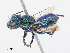  ( - CBG-A14989-C08)  @11 [ ] CreativeCommons - Attribution Share - Alike (2023) CBG Photography Group Centre for Biodiversity Genomics