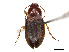  ( - CBG-A13296-H06)  @11 [ ] CreativeCommons - Attribution Share - Alike (2023) CBG Photography Group Centre for Biodiversity Genomics