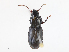  (Pterostichus ordinarius - CBG-A13340-E05)  @11 [ ] CreativeCommons - Attribution Share - Alike (2023) CBG Photography Group Centre for Biodiversity Genomics