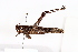  ( - CBG-A13343-C03)  @11 [ ] CreativeCommons - Attribution Share - Alike (2023) CBG Photography Group Centre for Biodiversity Genomics